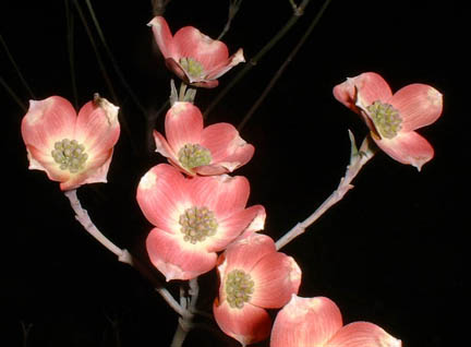 First blooms on new dogwood in yard